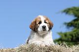 SAINT BERNARD 012